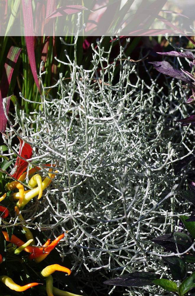 Stacheldraht-Pflanze im Herbstzauber