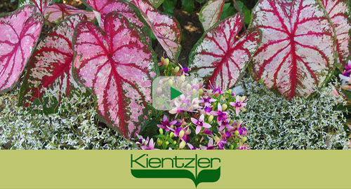 Caladium Heart to Heart Caladium Heart to Heart