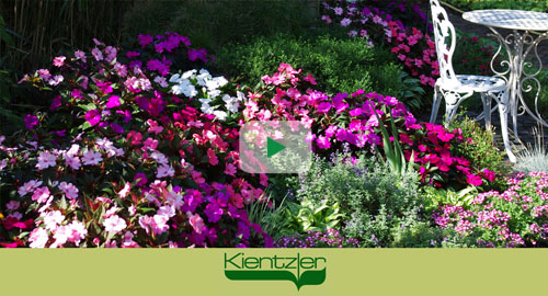 Sunpatiens are easy to care