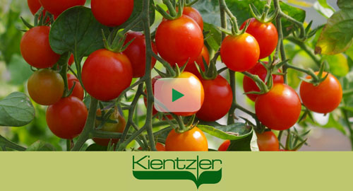 Tomaten anpflanzen auf Balkon und Terrasse